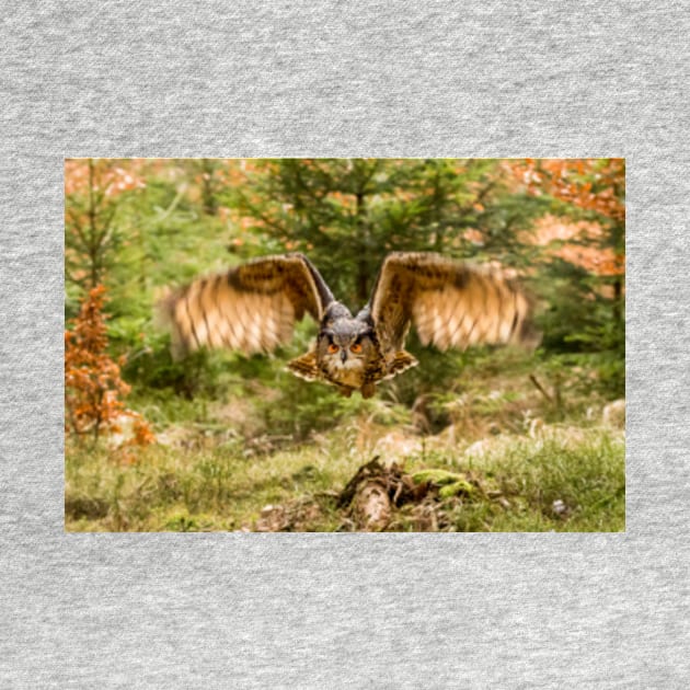 Eagle Owl in woodland by Femaleform